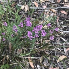 Comesperma ericinum at Taradale, VIC - 11 Dec 2022 04:36 PM