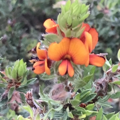 Pultenaea humilis (Dwarf Bush-pea) at Taradale, VIC - 11 Dec 2022 by Tapirlord