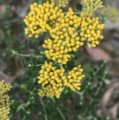 Ozothamnus obcordatus (Grey Everlasting) at Taradale, VIC - 11 Dec 2022 by Tapirlord