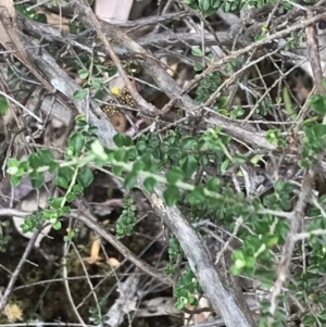 Ozothamnus obcordatus at Taradale, VIC - 11 Dec 2022