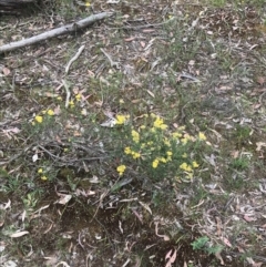 Ozothamnus obcordatus at Taradale, VIC - 11 Dec 2022