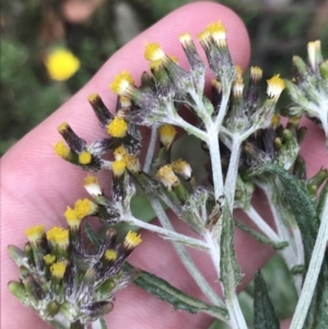 Senecio sp. (TBC) at suppressed by Tapirlord