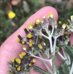 Senecio glomeratus subsp. glomeratus at Taradale, VIC - 11 Dec 2022 12:45 PM