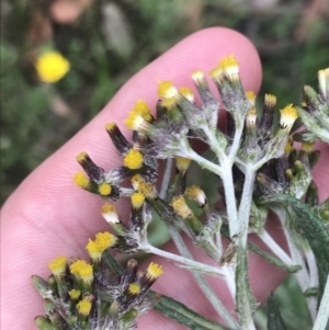 Senecio glomeratus subsp. glomeratus at Taradale, VIC - 11 Dec 2022