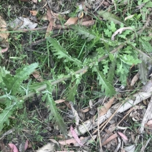 Senecio glomeratus subsp. glomeratus at Taradale, VIC - 11 Dec 2022 12:45 PM