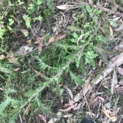 Senecio glomeratus subsp. glomeratus at Taradale, VIC - 11 Dec 2022 12:45 PM