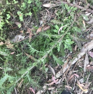 Senecio glomeratus subsp. glomeratus at Taradale, VIC - 11 Dec 2022 12:45 PM