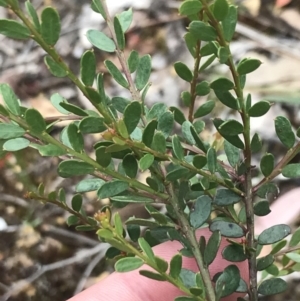 Acacia acinacea at Taradale, VIC - 11 Dec 2022