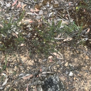Acacia acinacea at Taradale, VIC - 11 Dec 2022