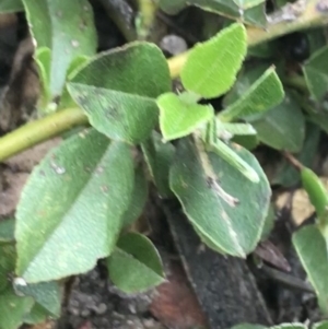 Podolobium procumbens at Taradale, VIC - 11 Dec 2022