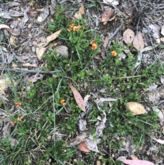 Podolobium procumbens at Taradale, VIC - 11 Dec 2022