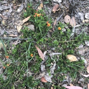 Podolobium procumbens at Taradale, VIC - 11 Dec 2022