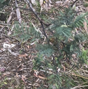 Acacia dealbata at Taradale, VIC - 11 Dec 2022