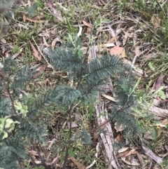 Acacia dealbata at Taradale, VIC - 11 Dec 2022