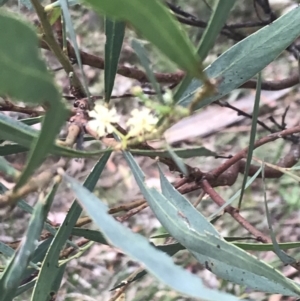 Acacia leprosa at Taradale, VIC - suppressed