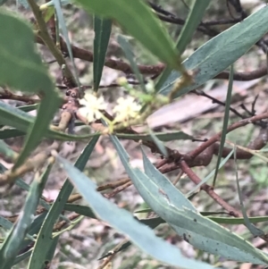 Acacia leprosa (Leper Wattle, Cinnamon Wattle) at Taradale, VIC by Tapirlord