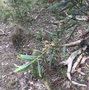 Acacia leprosa at Taradale, VIC - suppressed