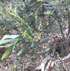 Acacia leprosa at Taradale, VIC - suppressed