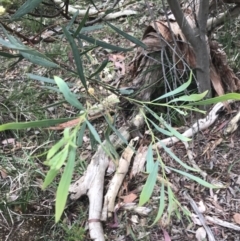 Acacia leprosa at Taradale, VIC - suppressed