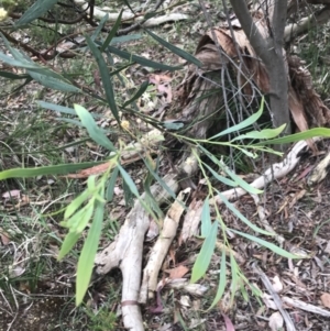 Acacia leprosa at Taradale, VIC - 11 Dec 2022