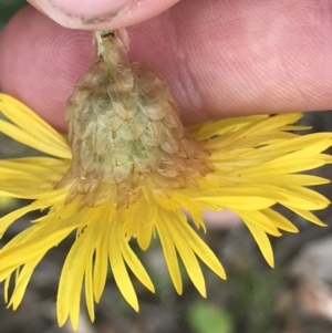 Podolepis jaceoides at Taradale, VIC - 11 Dec 2022