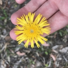 Podolepis jaceoides at Taradale, VIC - 11 Dec 2022