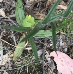 Podolepis jaceoides at Taradale, VIC - 11 Dec 2022