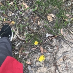 Podolepis jaceoides at Taradale, VIC - 11 Dec 2022