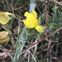 Gompholobium huegelii (Pale Wedge Pea) at Taradale, VIC - 11 Dec 2022 by Tapirlord