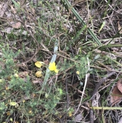 Gompholobium huegelii at Taradale, VIC - 11 Dec 2022 12:21 PM