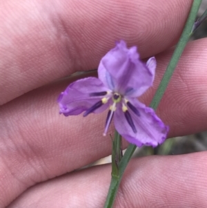 Arthropodium strictum (Chocolate Lily) at Taradale, VIC by Tapirlord