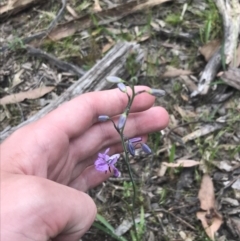Arthropodium strictum at Taradale, VIC - 11 Dec 2022 12:20 PM