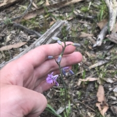 Arthropodium strictum at Taradale, VIC - 11 Dec 2022