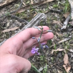 Arthropodium strictum at Taradale, VIC - 11 Dec 2022