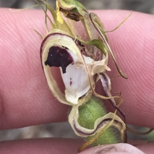 Caladenia parva at Taradale, VIC - suppressed