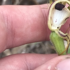 Caladenia parva at Taradale, VIC - suppressed