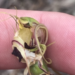 Caladenia parva at Taradale, VIC - suppressed