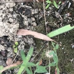 Caladenia parva at Taradale, VIC - 11 Dec 2022