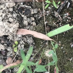 Caladenia parva at Taradale, VIC - suppressed