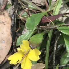 Goodenia blackiana (Black's Goodenia) at Taradale, VIC - 11 Dec 2022 by Tapirlord