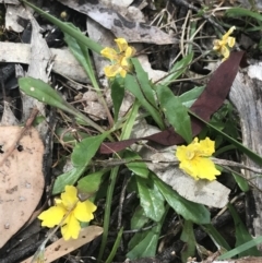 Goodenia blackiana at Taradale, VIC - 11 Dec 2022 10:03 AM