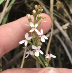 Stylidium graminifolium (Grass Triggerplant) at Taradale, VIC - 10 Dec 2022 by Tapirlord