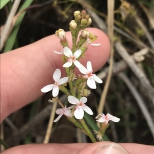 Stylidium graminifolium at Taradale, VIC - 11 Dec 2022 10:01 AM