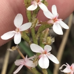 Stylidium graminifolium at Taradale, VIC - 11 Dec 2022 10:01 AM