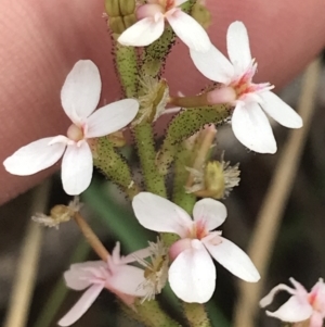 Stylidium graminifolium at Taradale, VIC - 11 Dec 2022