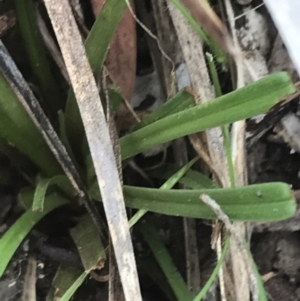 Stylidium graminifolium at Taradale, VIC - 11 Dec 2022