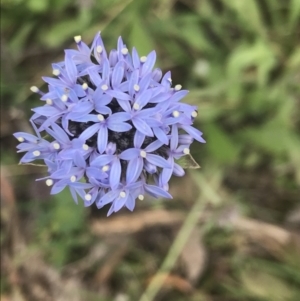 Brunonia australis at Taradale, VIC - 11 Dec 2022 09:58 AM