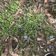 Brunonia australis at Taradale, VIC - 11 Dec 2022