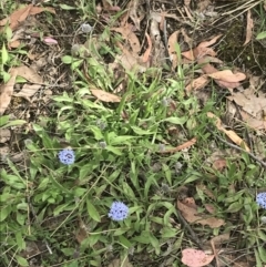 Brunonia australis at Taradale, VIC - 11 Dec 2022