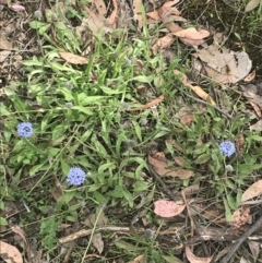 Brunonia australis at Taradale, VIC - 11 Dec 2022